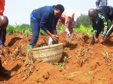 La famille de feu S.E Pierre Nkurunziza procède  à la récolte de pommes de terre à Rutanga.
