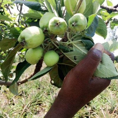 La culture de fruits fait de lui une figure agricole  internationale