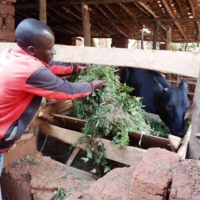 Stabulation permanente  à Muhanga: les éleveurs y tirent des avantages